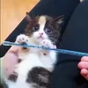 Стикер 2 Котики3333
