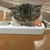 Стикер 20 Котики3333