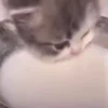 Стикер 11 Котики3333