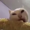 Стикер 26 Котики3333