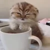 Стикер 58 Котики3333