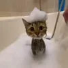 Стикер 46 Котики3333