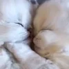 Стикер 22 Котики3333