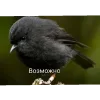 Стикер 17 Вряд