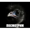 Стикер 13 Вряд