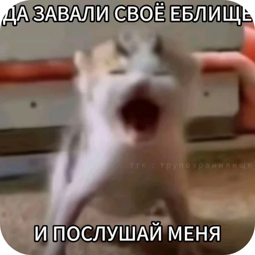 ✋ Стикер «Взял стик пак=Нет матери» для Telegram