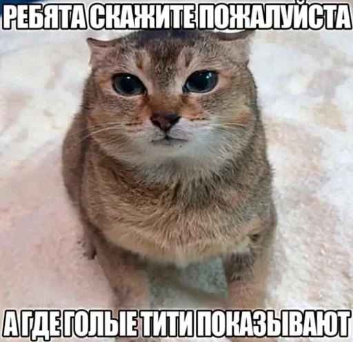 🤩 Стикер «Взял стик пак=Нет матери» для Telegram