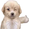 Стикер 39 Dogo #dog #animals #cute