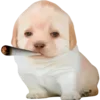 Стикер 29 Dogo #dog #animals #cute