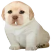 Стикер 45 Dogo #dog #animals #cute