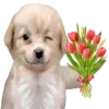 Стикер 38 Dogo #dog #animals #cute