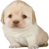 Стикер 26 Dogo #dog #animals #cute
