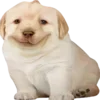 Стикер 43 Dogo #dog #animals #cute