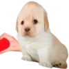 Стикер 16 Dogo #dog #animals #cute