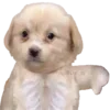 Стикер 40 Dogo #dog #animals #cute