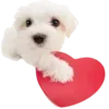 Стикер 18 Dogo #dog #animals #cute