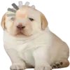 Стикер 46 Dogo #dog #animals #cute