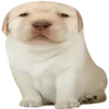 Стикер 48 Dogo #dog #animals #cute