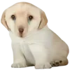 Стикер 50 Dogo #dog #animals #cute