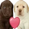 Стикер 22 Dogo #dog #animals #cute