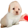 Стикер 15 Dogo #dog #animals #cute