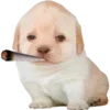 Стикер 34 Dogo #dog #animals #cute