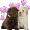 Стикер 20 Dogo #dog #animals #cute