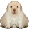 Стикер 47 Dogo #dog #animals #cute