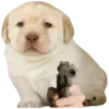 Стикер 42 Dogo #dog #animals #cute
