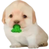 Стикер 30 Dogo #dog #animals #cute
