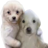 Стикер 61 Dogo #dog #animals #cute