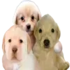 Стикер 60 Dogo #dog #animals #cute