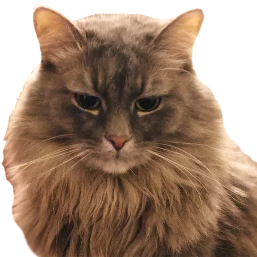 😕 Стикер «CatMaine Chan» для Telegram