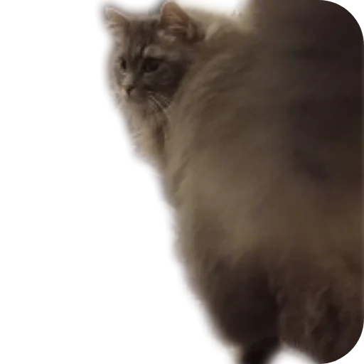 🐱 Стикер «CatMaine Chan» для Telegram