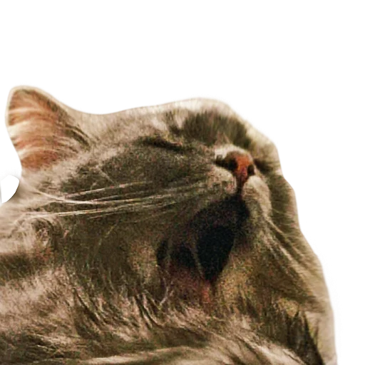 🤬 Стикер «CatMaine Chan» для Telegram