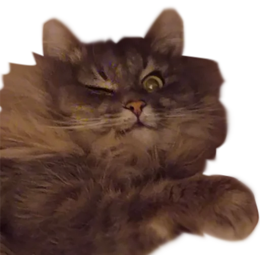 😉 Стикер «CatMaine Chan» для Telegram
