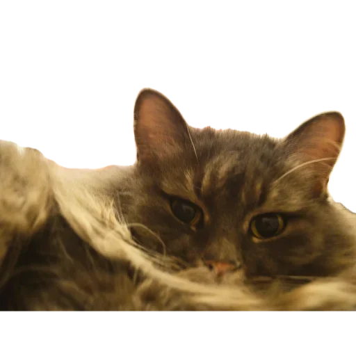 🐱 Стикер «CatMaine Chan» для Telegram