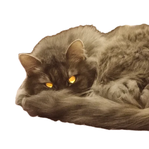 🐱 Стикер «CatMaine Chan» для Telegram