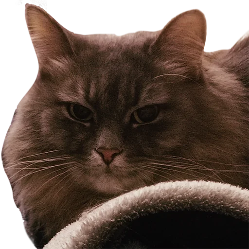 😑 Стикер «CatMaine Chan» для Telegram