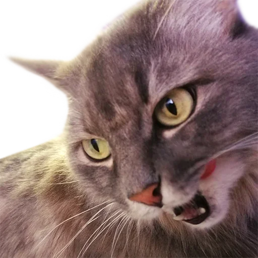 😋 Стикер «CatMaine Chan» для Telegram