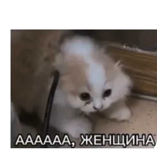 🫥 Стикер «ебанат» для Telegram