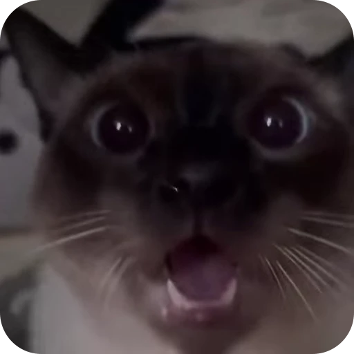 😨 Стикер «стикеры ядерк» для Telegram