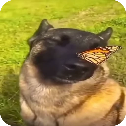🦋 Стикер «стикеры ядерк» для Telegram