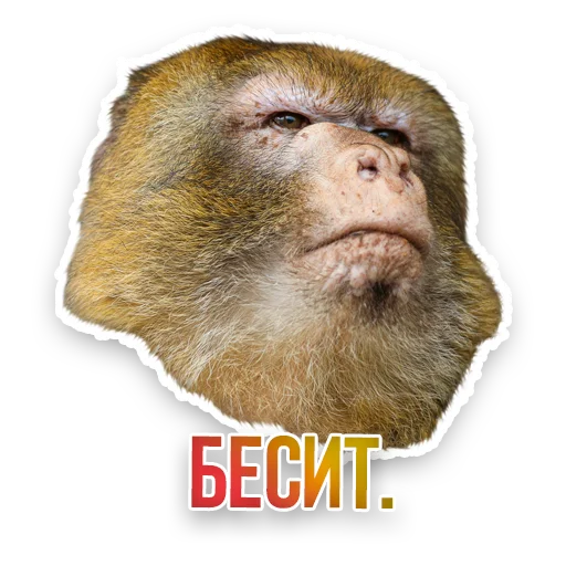 😠 Стикер «Недомашние животные» для Telegram