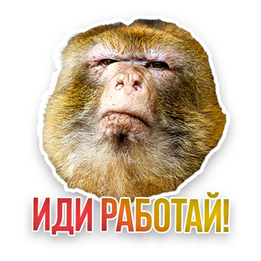 🐒 Стикер «Недомашние животные» для Telegram