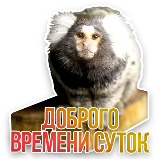🐒 Стикер «Недомашние животные» для Telegram