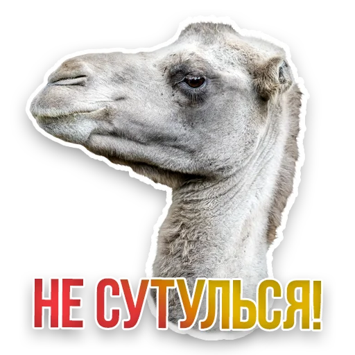 🐪 Стикер «Недомашние животные» для Telegram