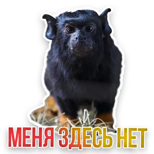 🙈 Стикер «Недомашние животные» для Telegram