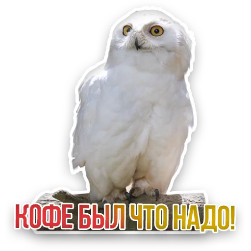 🦉 Стикер «Недомашние животные» для Telegram