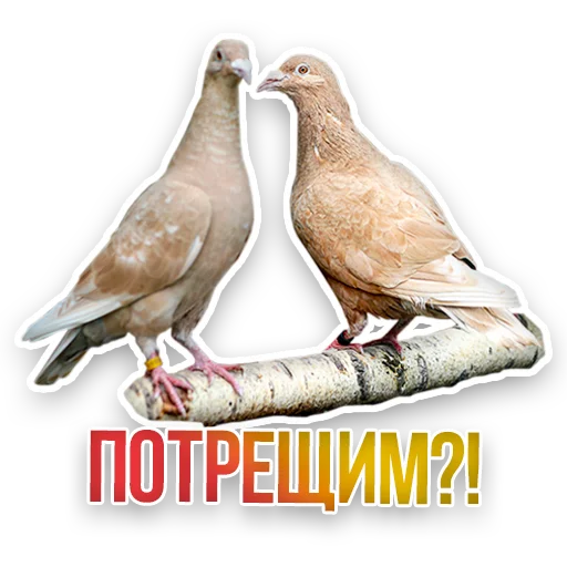 🕊️ Стикер «Недомашние животные» для Telegram